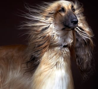 A close-up portrait of an Afghan Hound with a long, silky, golden-brown coat flowing dramatically