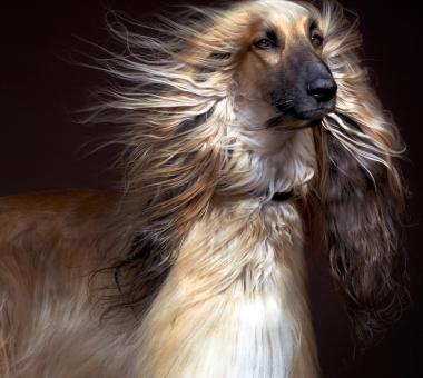 A close-up portrait of an Afghan Hound with a long, silky, golden-brown coat flowing dramatically